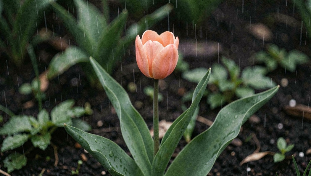 A single apricot pink tulip standing in a rain-darkened bed with its broad green leaves visible