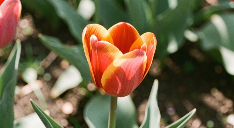 A red and yellow tulip with a clean cup shape in morning border light