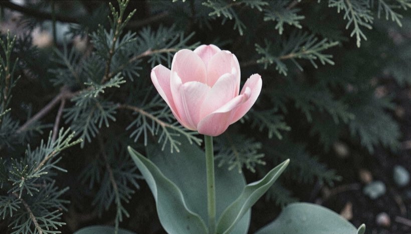 A soft pink double tulip opening above dark foliage in cool light