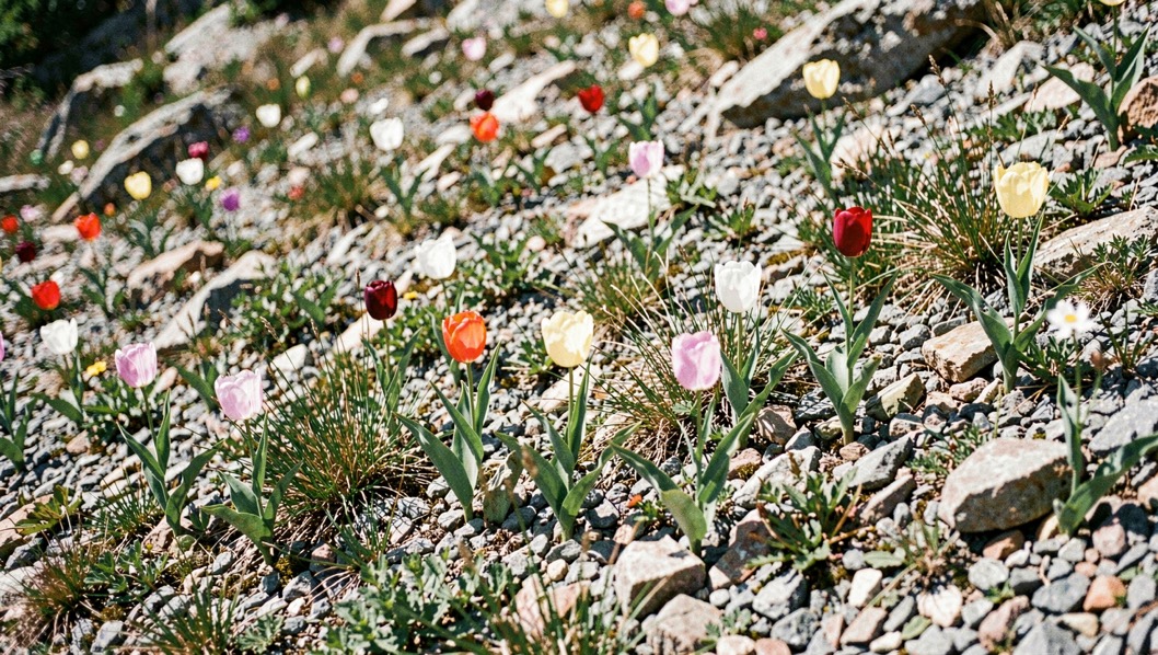 Small species tulips flowering among gravel and low grasses on a sunny rocky slope